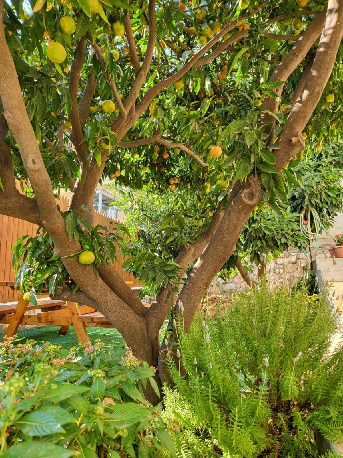 Maria'S Guesthouse - Uphill View Of Nazareth F Exterior foto